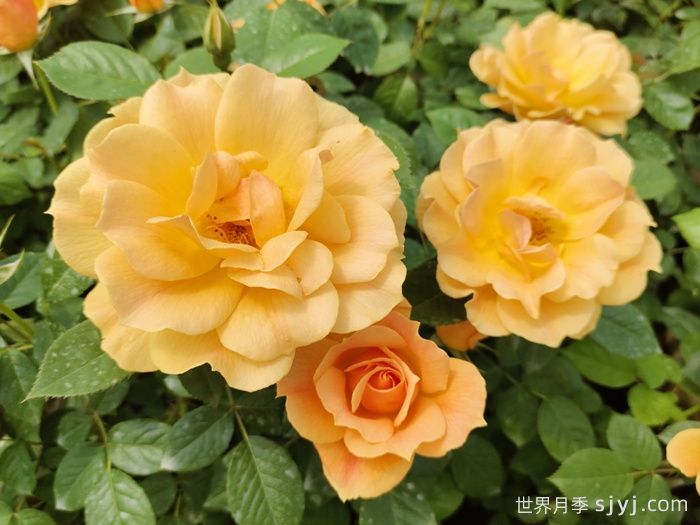 黄从容月季/黄丛蓉Yellow Leisure Liness(图2)