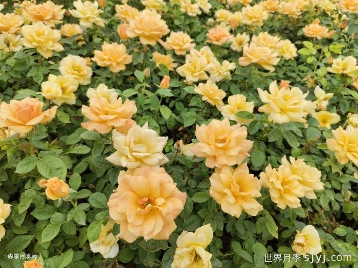 黄从容月季/黄丛蓉Yellow Leisure Liness(图4)