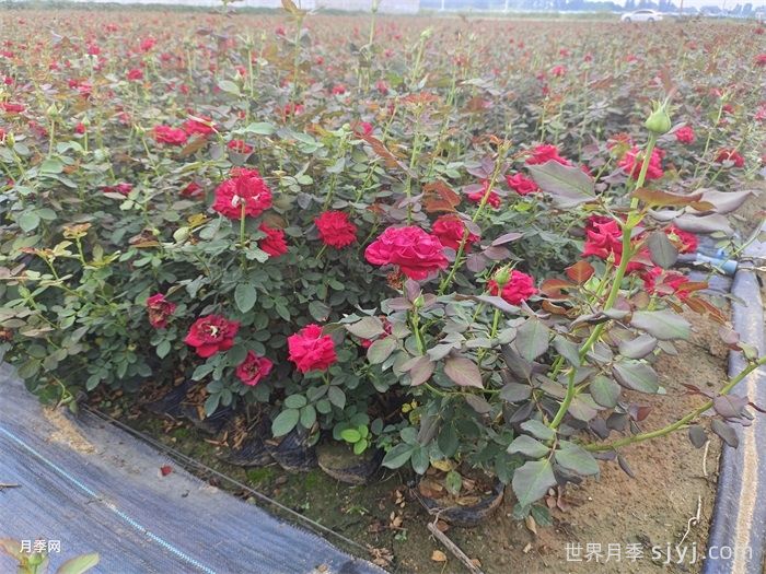 萨曼莎月季Samantha(图5)