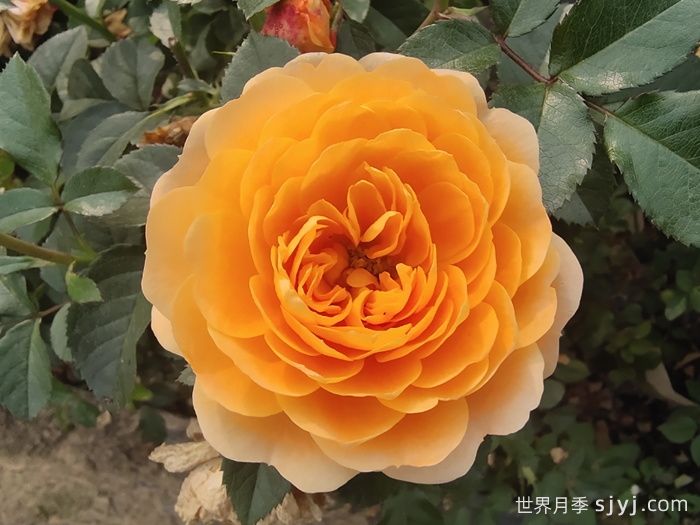 果汁阳台月季Juicy Terrazza(图1)