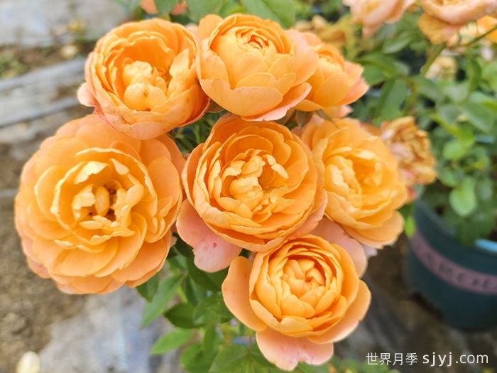 果汁阳台月季Juicy Terrazza(图2)