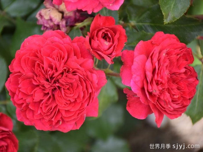 红色达芬奇月季/红达月季Red Leonardo da Vinci(图5)