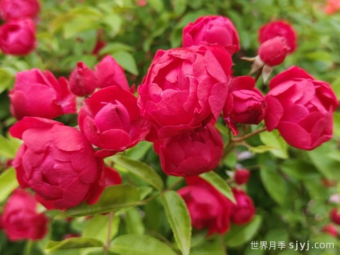 红木香月季/藤本红柯斯特/四季红木香Cl Dick koster(图2)
