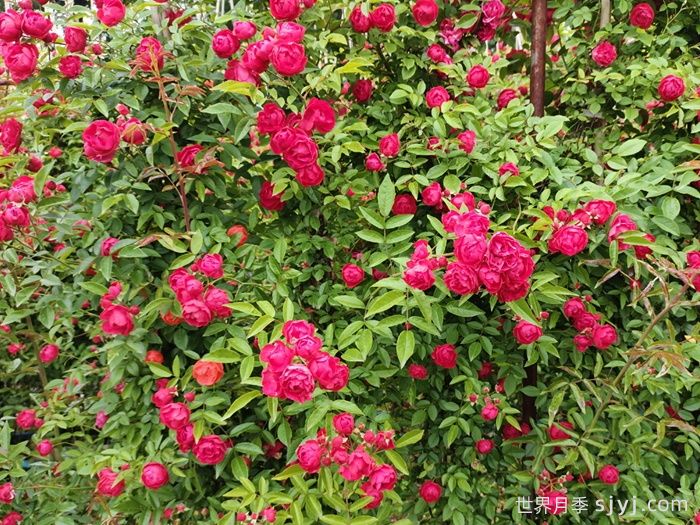 红木香月季/藤本红柯斯特/四季红木香Cl Dick koster(图5)