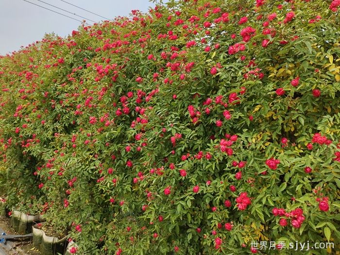 红木香月季/藤本红柯斯特/四季红木香Cl Dick koster(图6)