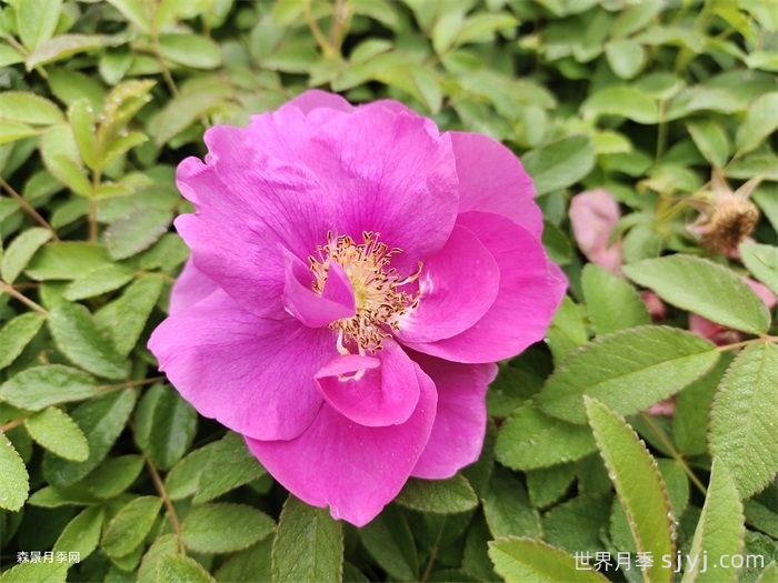 四季玫瑰/紫枝玫瑰/平阴二号(图1)