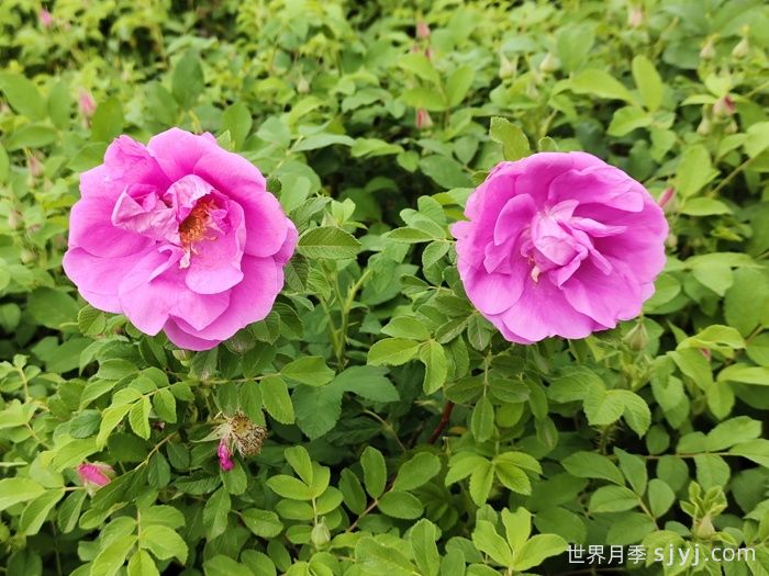 四季玫瑰/紫枝玫瑰/平阴二号(图3)