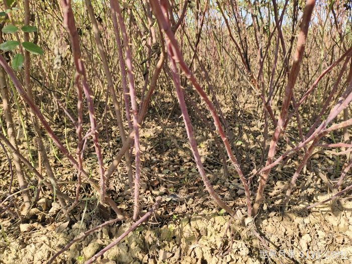 四季玫瑰/紫枝玫瑰/平阴二号(图7)