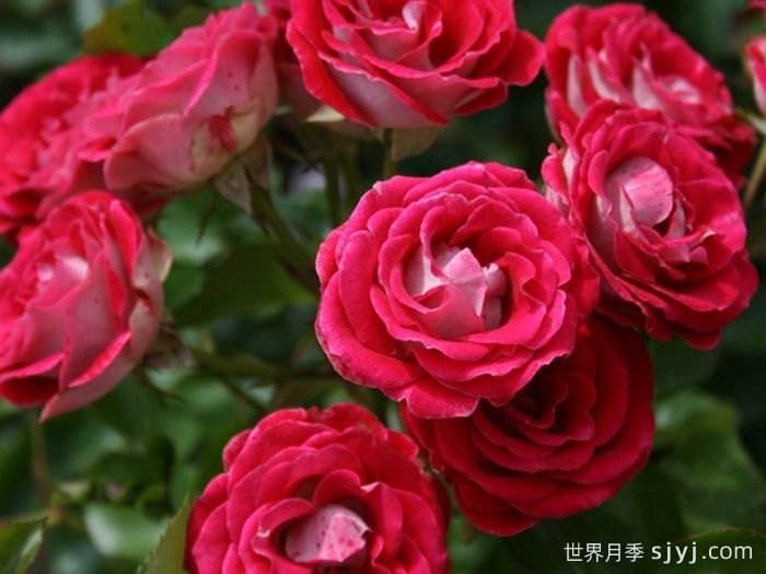 红宝石冰月季/岳之梦Ruby Ice(图1)