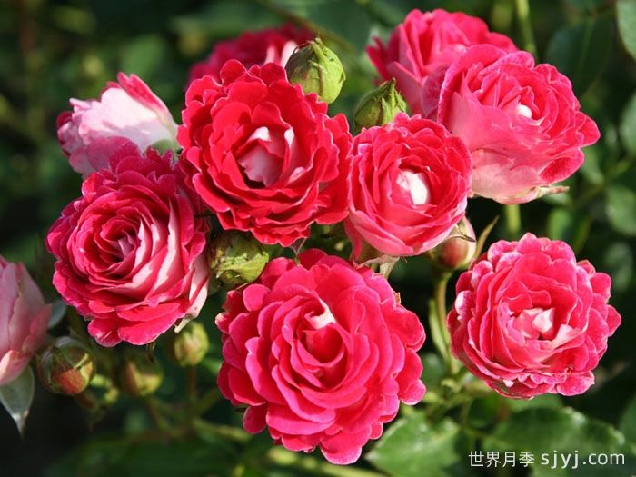 红宝石冰月季/岳之梦Ruby Ice(图2)