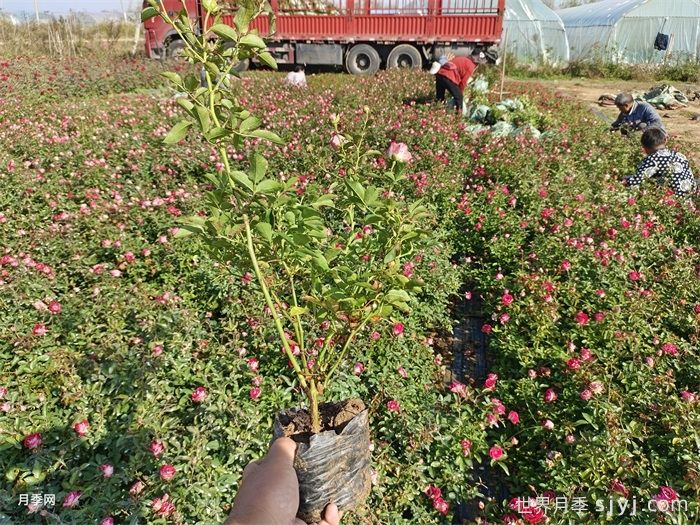 红宝石冰月季/岳之梦Ruby Ice(图6)