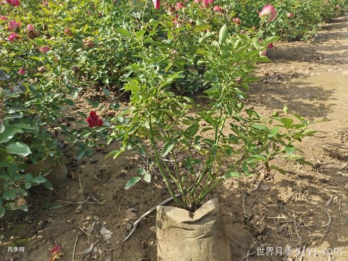 红宝石冰月季/岳之梦Ruby Ice(图8)