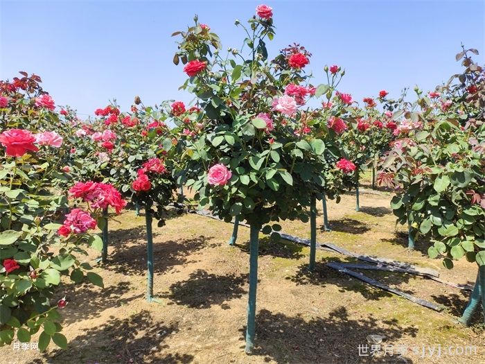 3公分树状月季/3公分月季树(图1)