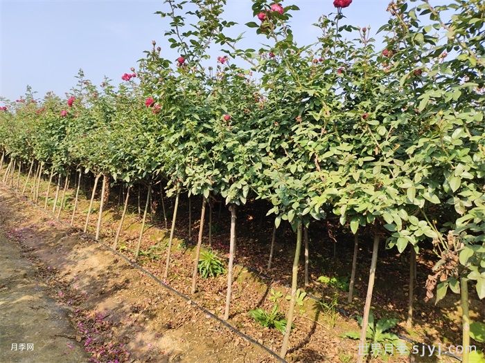 棒棒糖月季/小青杆月季(图7)