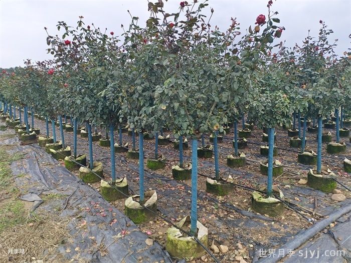 3公分树状月季/3公分月季树(图4)