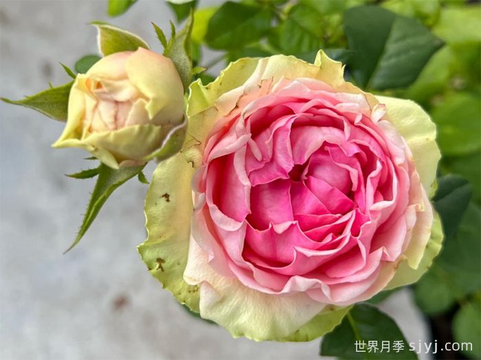 火龙果月季/比特哈雅Pitahaya(图1)