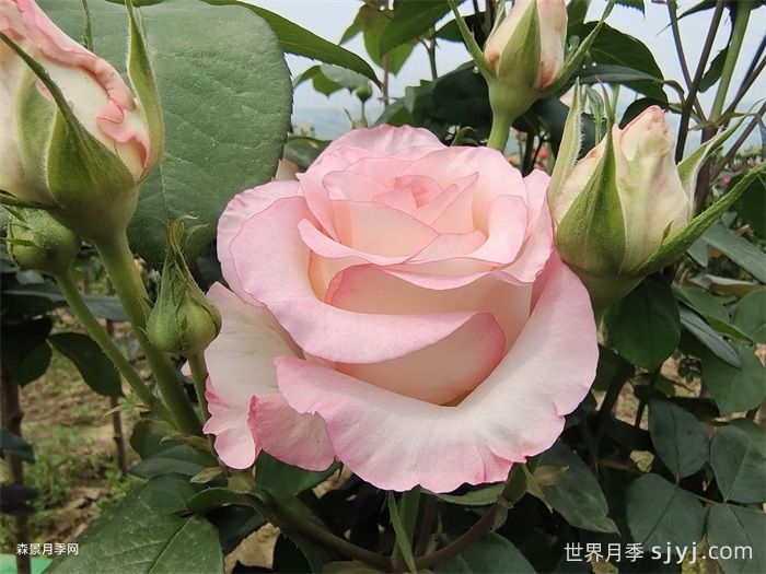 朱米莉亚月季/艾莎月季/爱莎玫瑰Jumilia(图1)