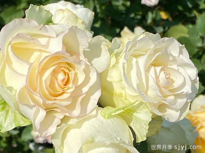 白色艾莎月季/白艾莎White Jumilia(图2)