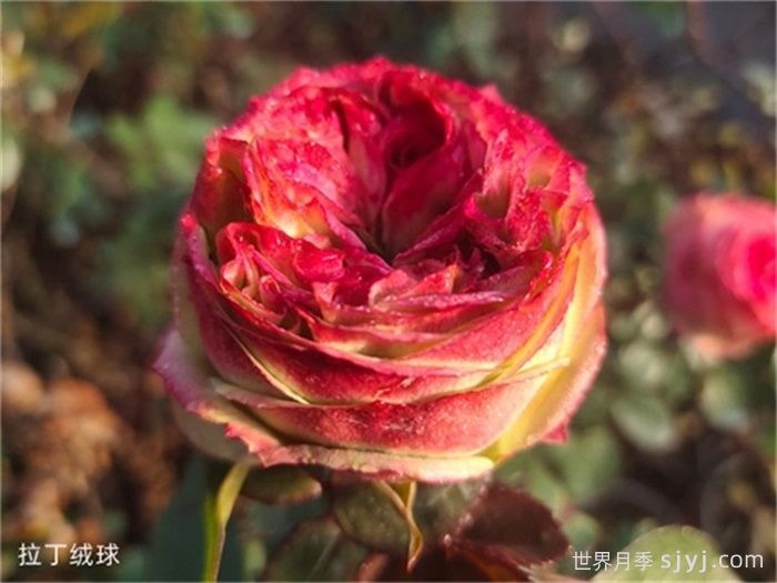 拉丁绒球月季Latin Pompon Freelander(图1)