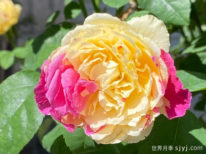 风月月季Fengetsu(图2)