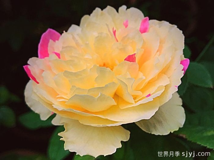 风月月季Fengetsu(图3)