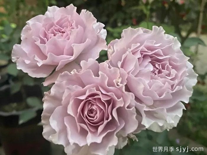 蜻蜓月季Libellula(图2)