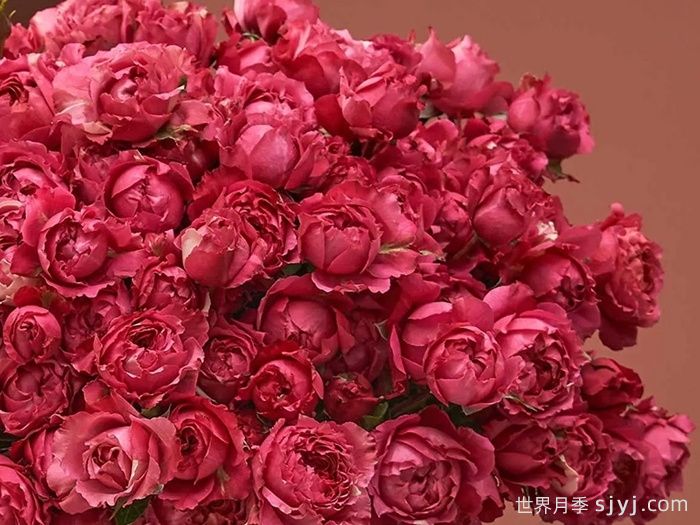 樱桃朱莉塔月季/樱桃朱丽叶塔Julieta Cerise(图1)