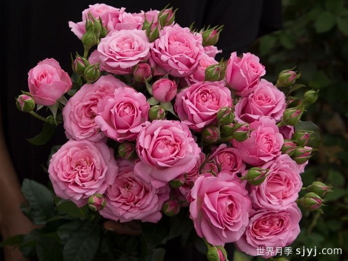 贵妇朱莉塔月季/公主朱莉塔/贵妇朱丽叶塔Julieta Princessa(图1)