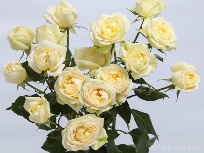 奶油朱莉塔月季/奶油朱丽叶塔(图1)
