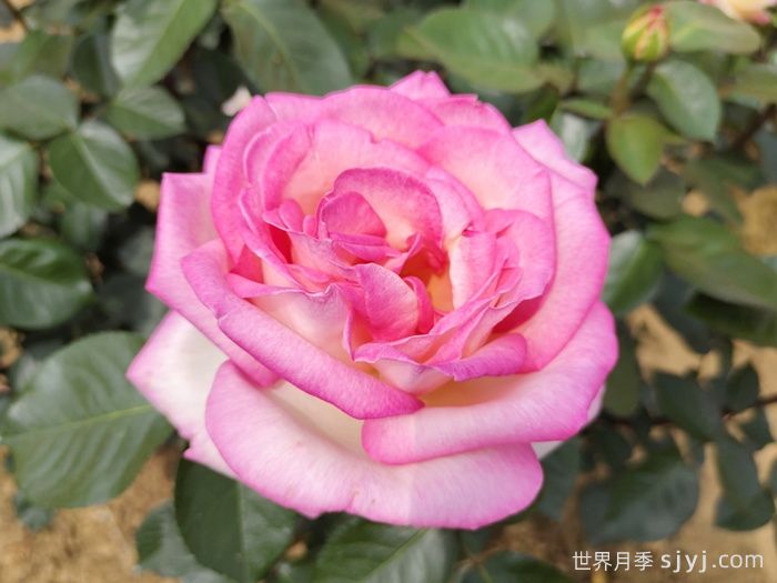 摩纳哥公主月季Princesse de Monaco(图1)