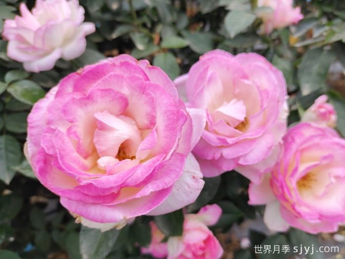 摩纳哥公主月季Princesse de Monaco(图2)