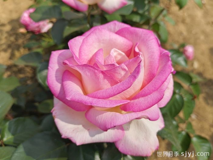 摩纳哥公主月季Princesse de Monaco(图3)