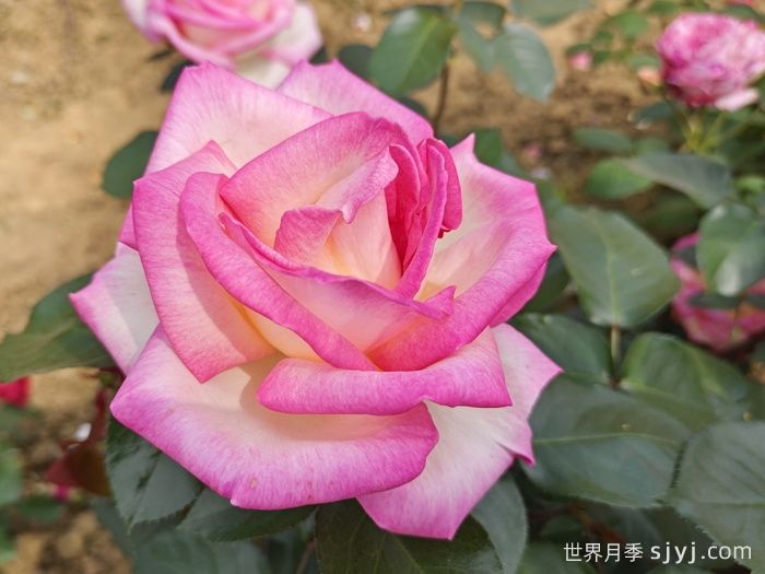 摩纳哥公主月季Princesse de Monaco(图4)