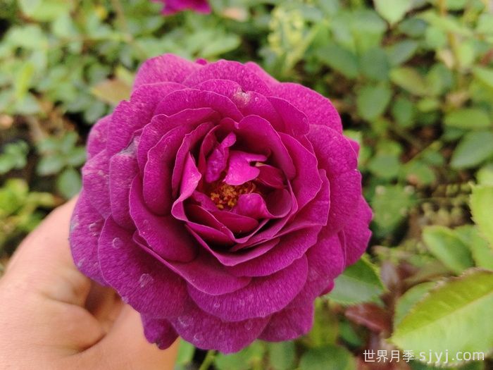 比利时月季/密涅瓦月季Minerv(图1)