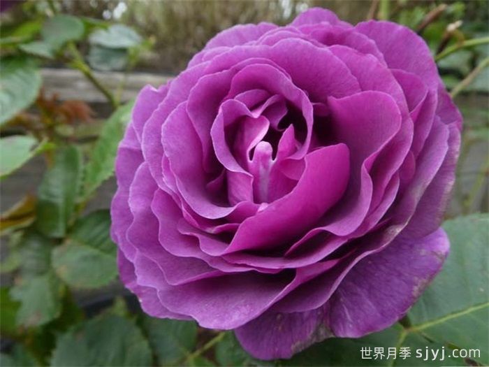 比利时月季/密涅瓦月季Minerv(图6)