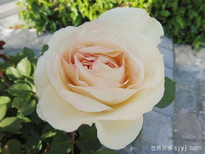 比利时公主月季Princesse Astrid de Belgique(图2)