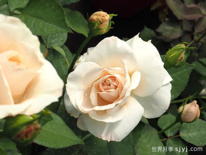 比利时公主月季的优缺点是什么？(图1)