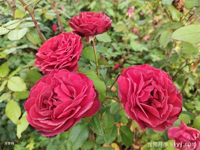 猩红伯尼卡月季/深圳红月季Scarlet Bonica(图4)