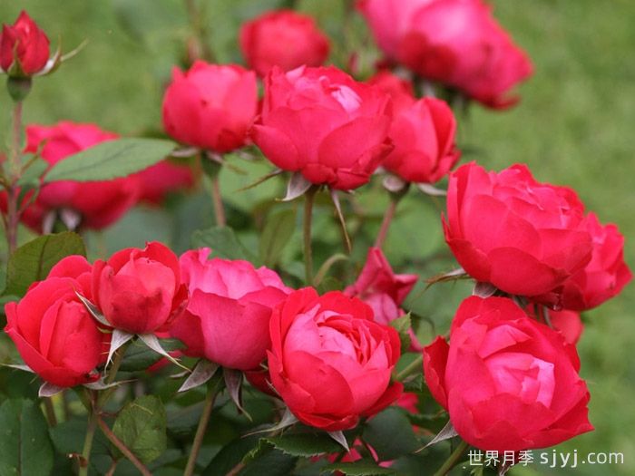 樱桃伯尼卡月季/美丽樱桃月季Cherry Bonica(图2)