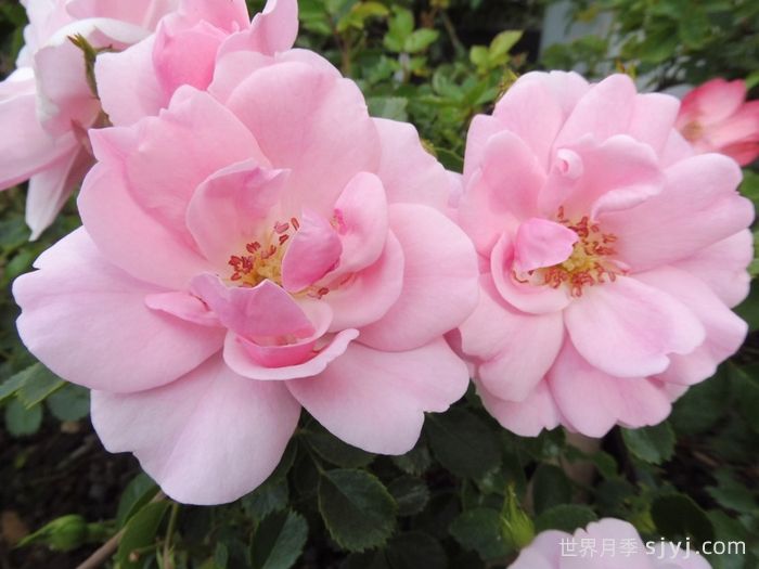 伯尼卡月季/博尼卡月季Bonica(图1)