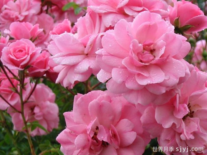 伯尼卡月季/博尼卡月季Bonica(图2)