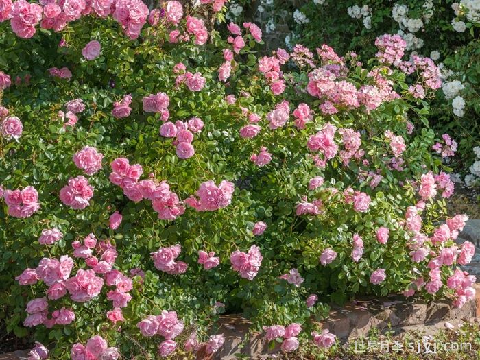 伯尼卡月季/博尼卡月季Bonica(图6)