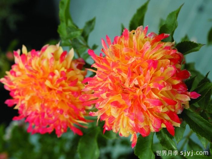 烟花波浪月季/烟花褶边Fireworks Ruffles(图2)