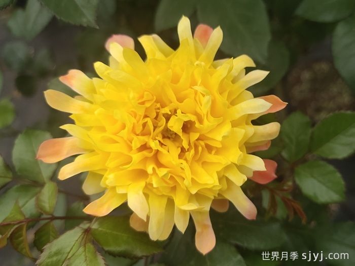 烟花波浪月季/烟花褶边Fireworks Ruffles(图4)