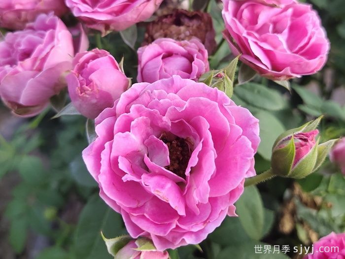 紫雾泡泡月季/迷雾泡泡Misty Bubbles(图4)