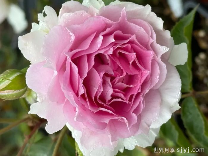 托妮莎德月季/粉天方夜谭月季Doniazade(图2)