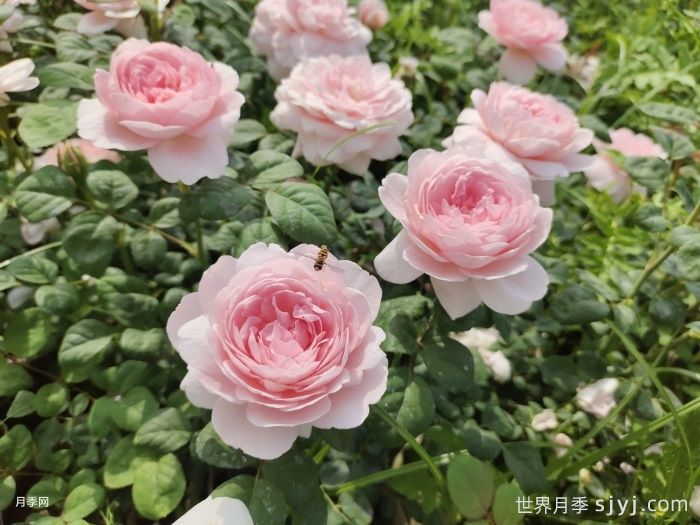 瑞典女王月季Queen of Sweden(图2)