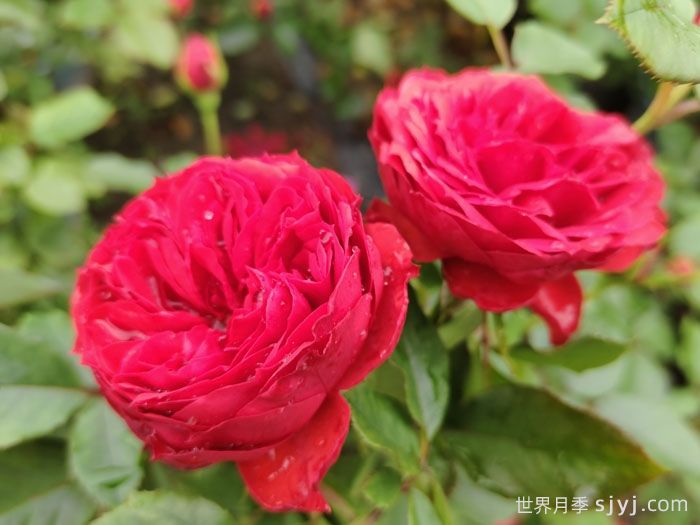 红苹果月季Red Apple(图2)