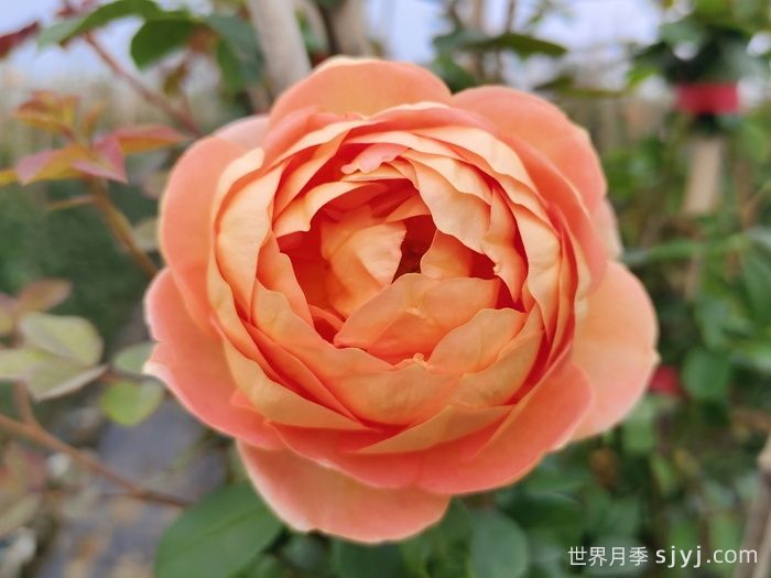 夏洛特夫人月季/夏洛特女郎Lady of Shalott(图1)