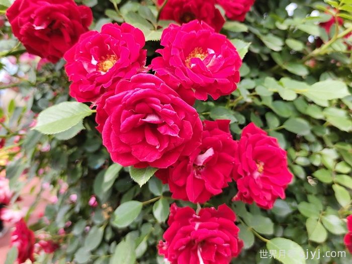 藤本小女孩月季/夏令营月季Maidy(图2)